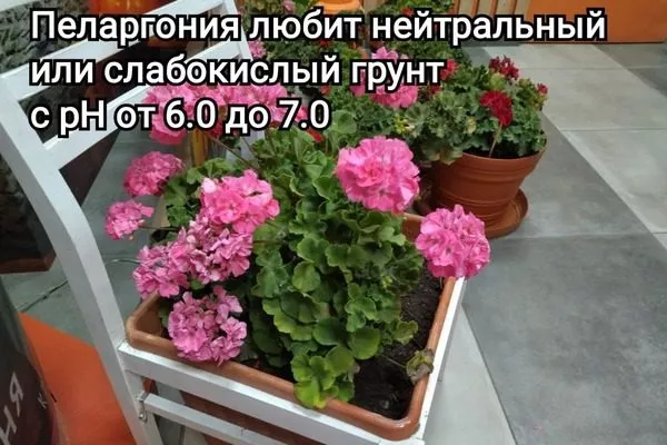 кислотность грунта для пеларгонии