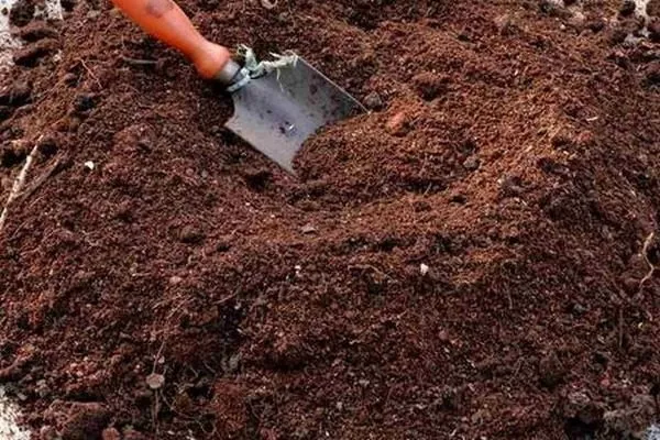 верховой торф