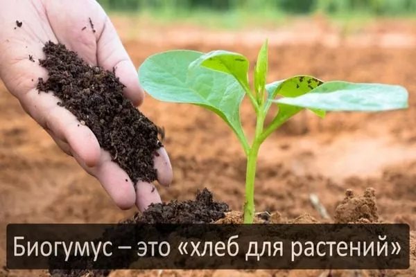 биогумус для растений