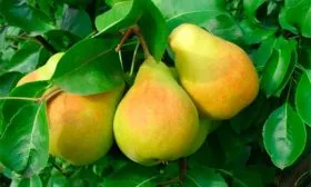 груша груши Память Жегалова4