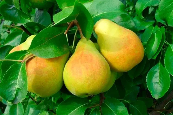 груша груши Память Жегалова4