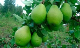 груша на ветке груши Память Жегалова2