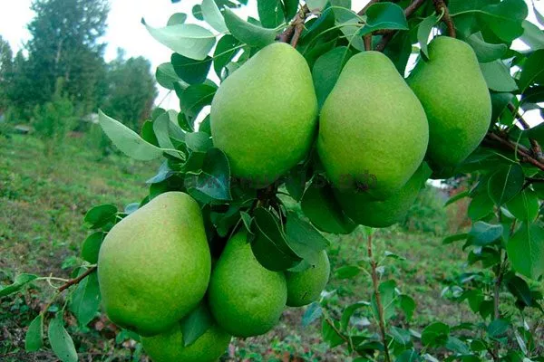 груша на ветке груши Память Жегалова2