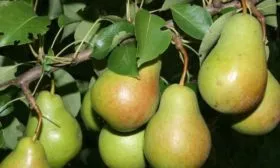 груша Первомайская