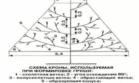 как формировать крону груши Первомайская