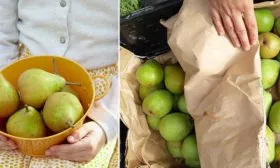 хранение груши Первомайская