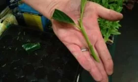 черенок груши Первомайская