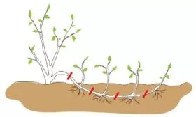размножение груши Первомайская отводками