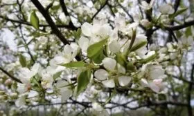 цветение Первомайской