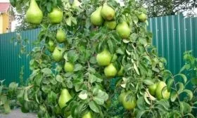 дерево сорта Первомайская