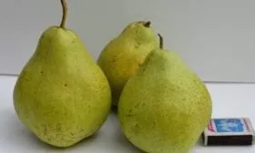 плоды сорта Первомайская