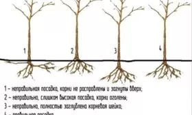 правильная и неправильная посадка груши Первомайская