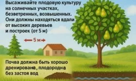 выбор места для посадки груши Первомайская