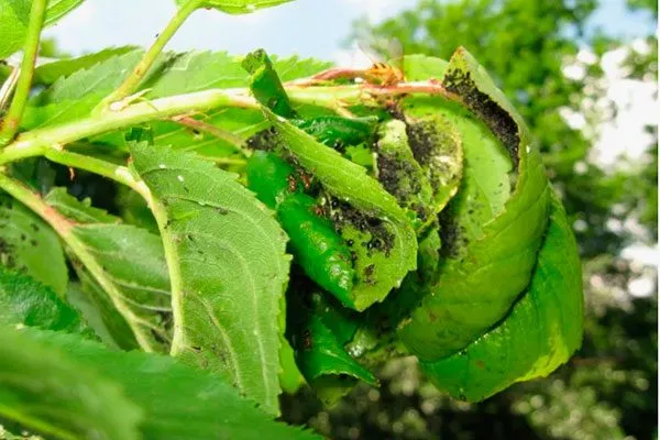 грушевая тля-листовёртка Тля на груше12