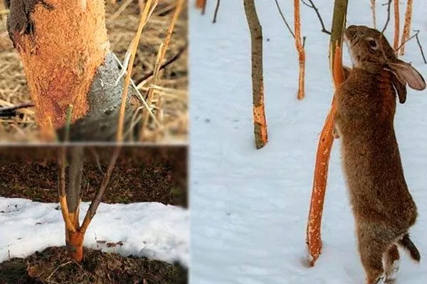 Грызуны трескается кора груши5