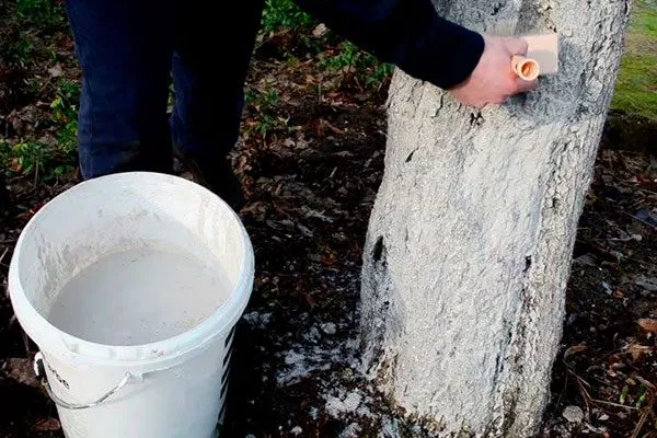 густая побелка с добавлением медного или железного купороса трескается кора груши6