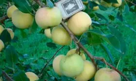 характеристики яблони уральское наливное20