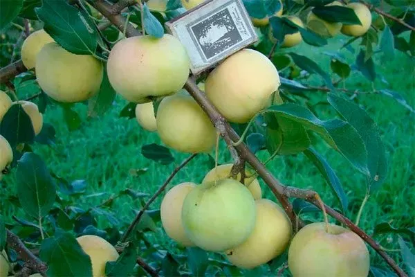 характеристики яблони уральское наливное20