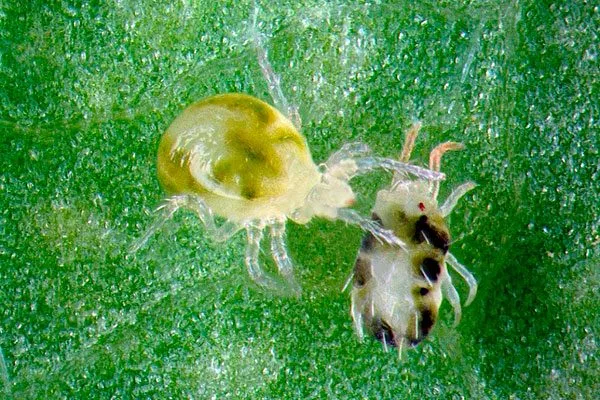 Хищные клещи трипсы27