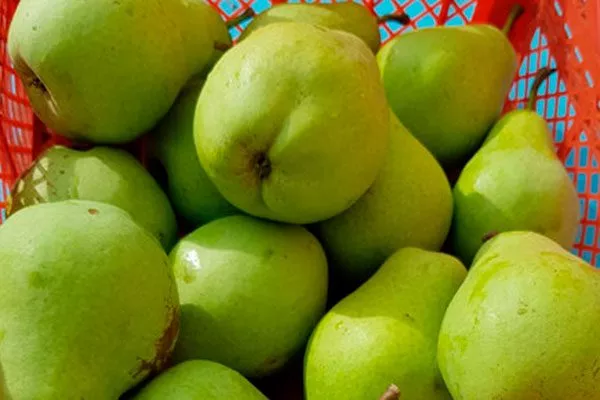 хранение груши Память Жегалова27