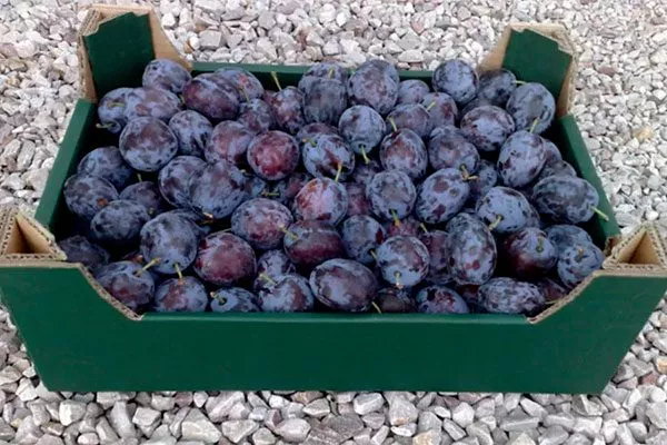 хранение сливы Алыча и слива16