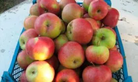 хранение урожая Яблоня Беркутовское14