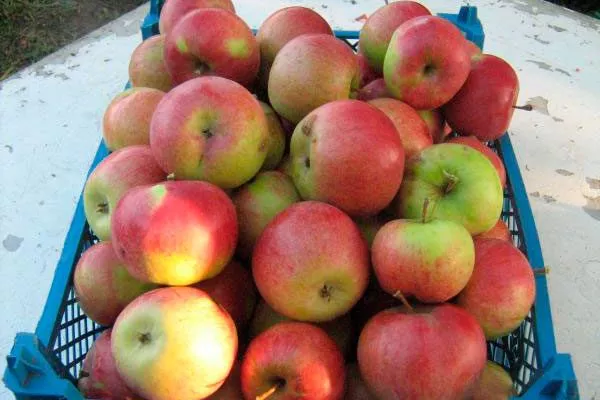 хранение урожая Яблоня Беркутовское14
