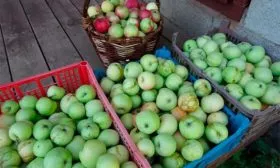 хранение яблони Семеренко