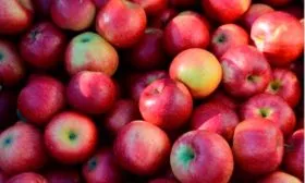 хранение Яблоня Беркутовское15