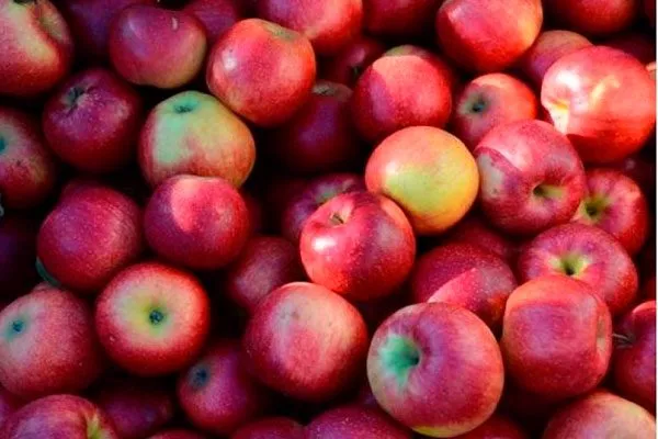 хранение Яблоня Беркутовское15