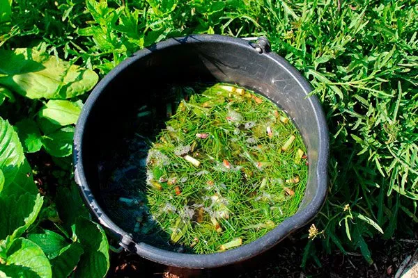 Хвощ огородный