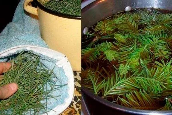 Хвоя сосны1