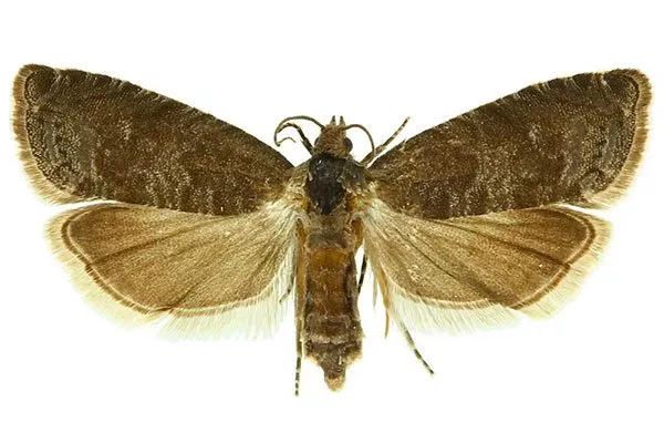 мотылек меры борьбы1