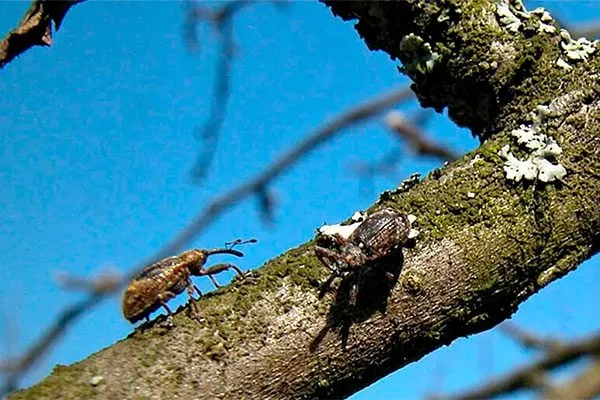 i трескается кора груши2