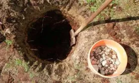 i Яблоня Беркутовское2