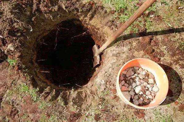 i Яблоня Беркутовское2