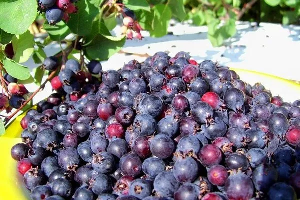 богатый урожай ирги можно получить при грамотном уходе за ней