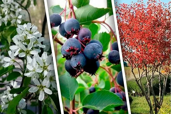 ирга 2 Размножение ирги7