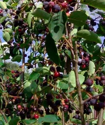 ирга Болезни вредители ирги8