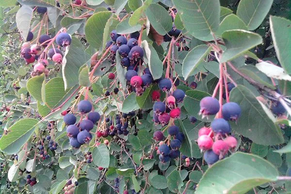 ирга Размножение ирги8