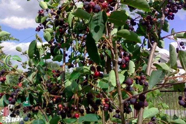 Какие заболевания и вредители опасны для ирги, что делать для лечения и профилактики?