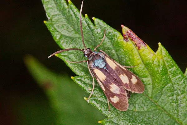 Ирговая моль-пестрянка Болезни вредители ирги9