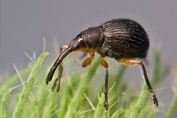 Ирговый семяед Болезни вредители ирги10