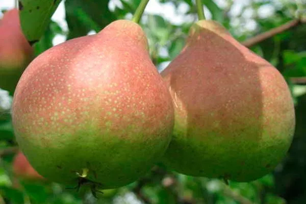 Ириста Опыление груши5