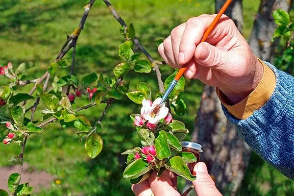 Искусственное опыление Опыление груши6