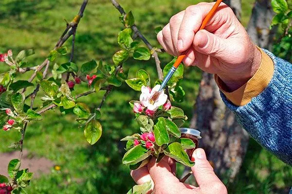 Искусственные методы опыления