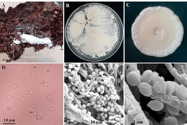 использование гриба Beauveria bassiana Паутинный клещ19