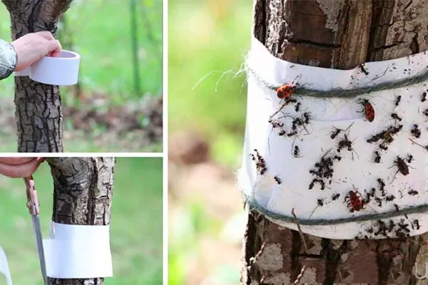 Использование ловчих клеевых поясов меры борьбы8