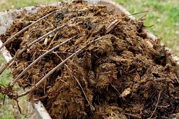 Использование свежего навоза пионы не цветут1