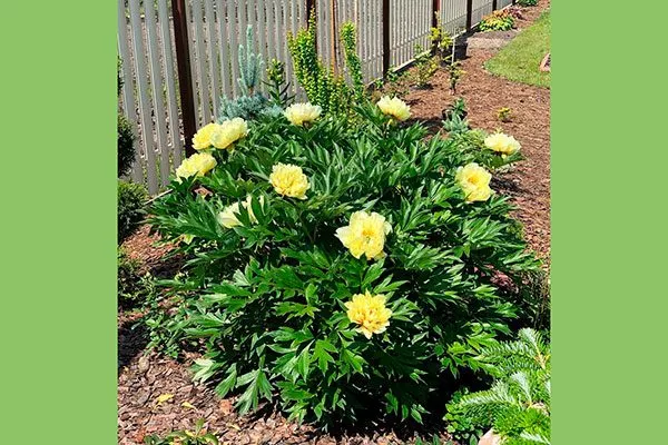 ИТО-гибриды саженец посадка пионов10